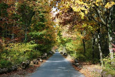 Road amidst trees in forest during autumn