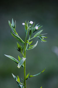 Close-up of flowering plant