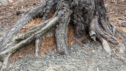 Full frame shot of tree trunk in forest