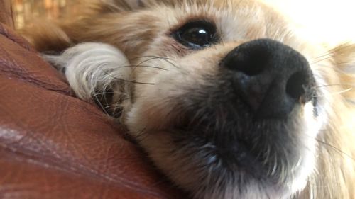 Close-up of a dog looking away