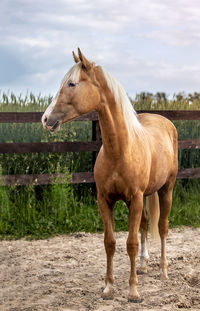 Horse standing in ranch