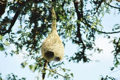 Low angle view of plant hanging on tree against sky