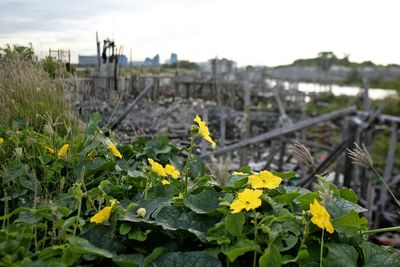 Close-up of yellow flowers in city