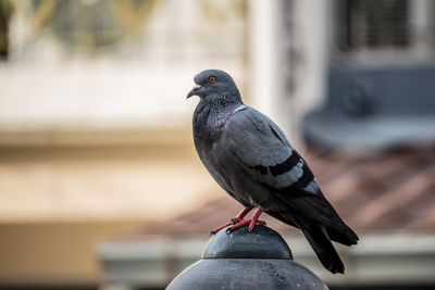 Close-up of pigeon perching on railing