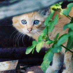 Close-up portrait of cat