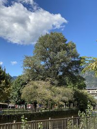 Low angle view of tree against sky