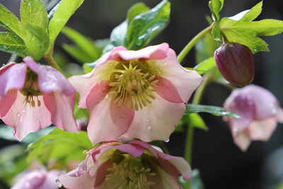 Close-up of pink flowering plant