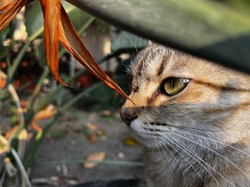 Close-up of cat