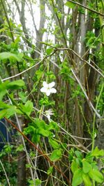 Close-up of white flowering plant in forest