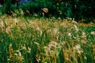 Close-up of stalks in field