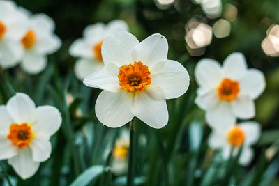 Close-up of flowers