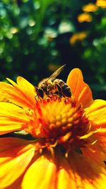 Close-up of bee on flower