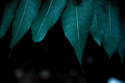 Close-up of green leaves