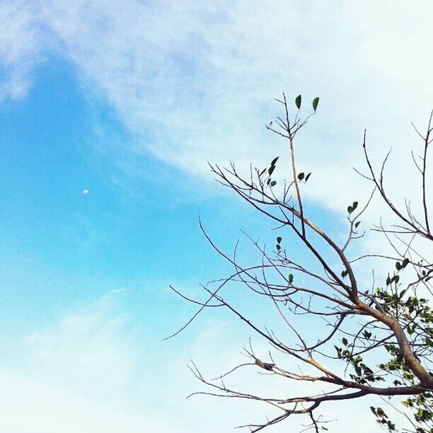 low angle view, branch, sky, tree, bare tree, tranquility, nature, beauty in nature, cloud - sky, growth, scenics, cloud, tranquil scene, outdoors, day, no people, blue, cloudy, twig, high section