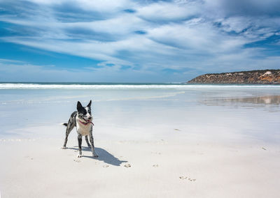 Dog on beach