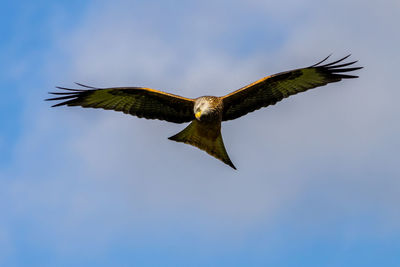 Low angle view of bird flying against sky