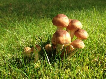 Close-up of mushrooms in field