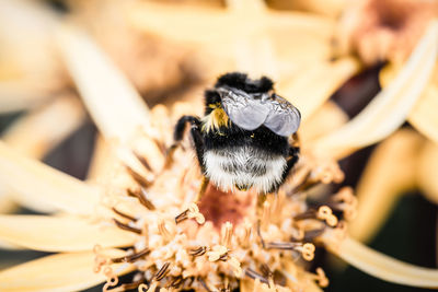 Close-up of bumblebee pollinating a flower