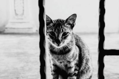 Close-up portrait of cat