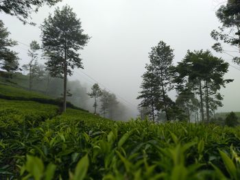 Kebon teh kaligua