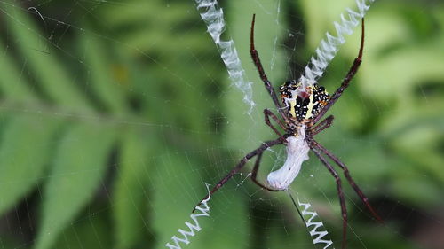 Close-up of spider on web