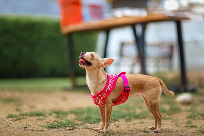 Close-up of dog standing outdoors