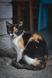 Portrait of cat sitting outdoors