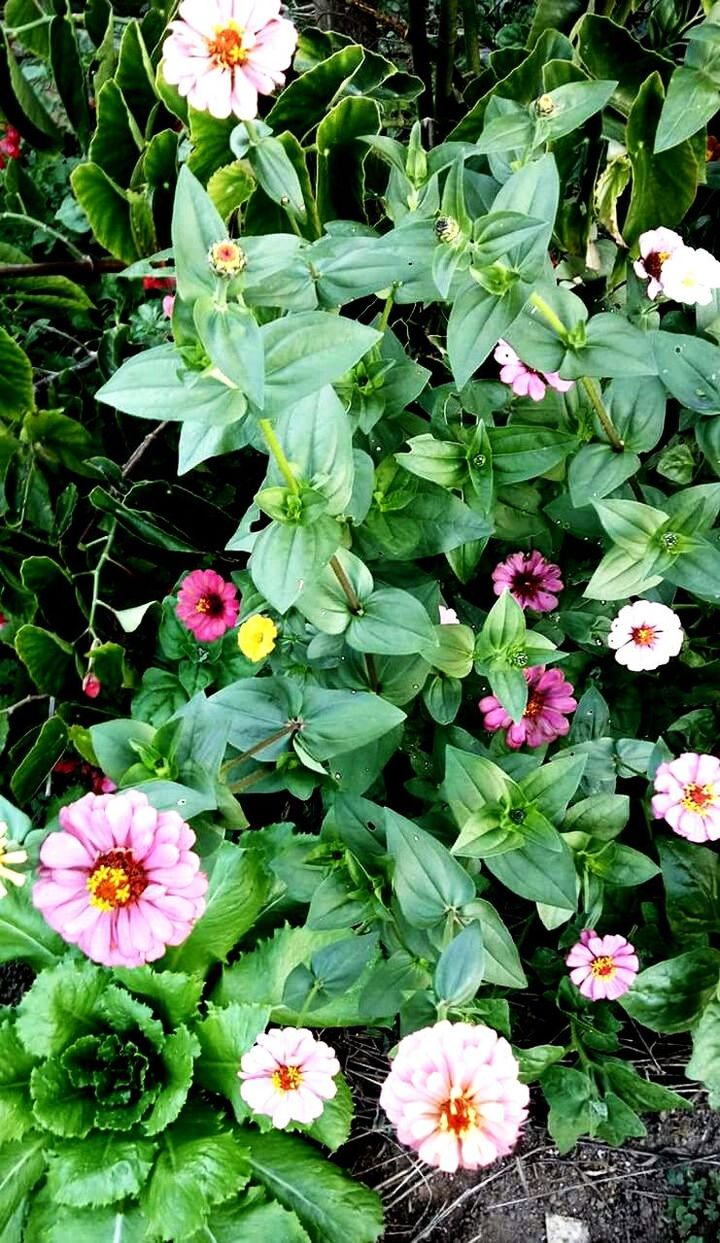 flower, growth, green color, plant, freshness, fragility, nature, petal, no people, leaf, beauty in nature, flower head, outdoors, day, high angle view, blooming, pink color, park - man made space, periwinkle, close-up