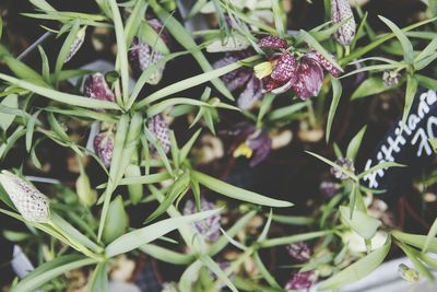 Close-up of purple flowers