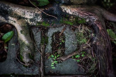 Tree trunk in forest