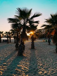 Palm trees on beach against sky during sunset