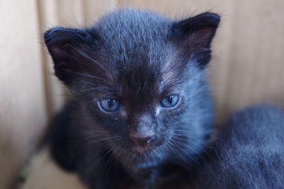 Close-up portrait of kitten