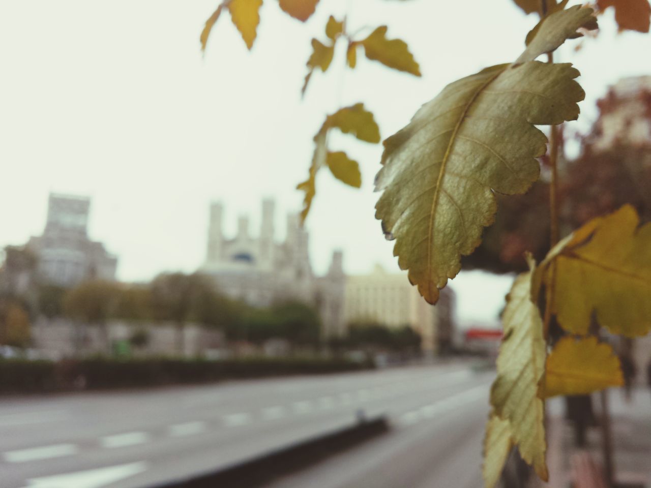 focus on foreground, leaf, architecture, building exterior, built structure, tree, close-up, street, city, selective focus, car, day, transportation, outdoors, road, autumn, season, branch, growth, incidental people