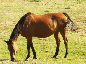 Horse standing on field