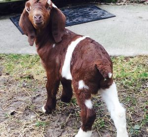 Dog on grass