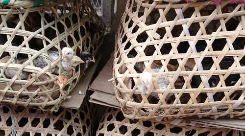 High angle view of small basket in cage