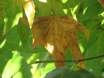 Close-up of maple leaves on plant