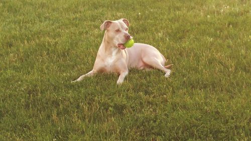 Dog on field