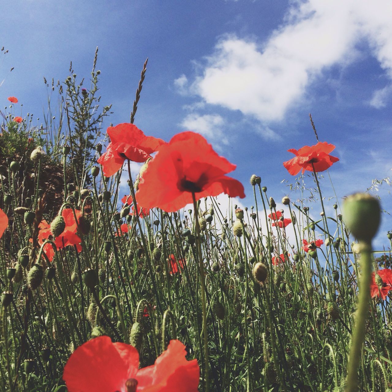 flower, red, freshness, fragility, growth, petal, poppy, beauty in nature, plant, sky, nature, flower head, blooming, field, leaf, cloud - sky, stem, day, close-up, in bloom