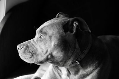 Close-up of dog looking away