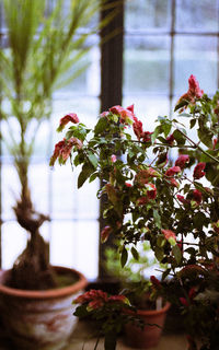 Close-up of flowering plant against trees