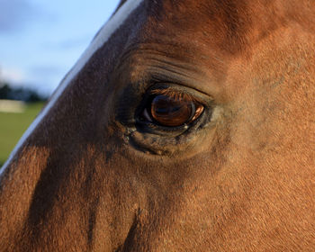 Close-up of horse eye