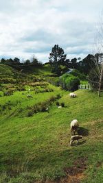 Cows grazing on field against sky