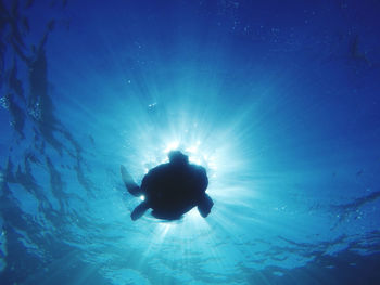 Silhouette of person swimming in sea