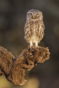 Close-up of owl perching on branch