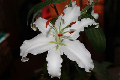 Close-up of white flowers blooming on tree