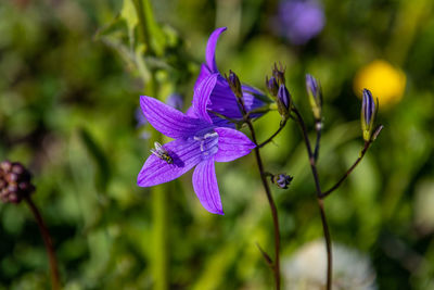 Close-up of purple flowering plant