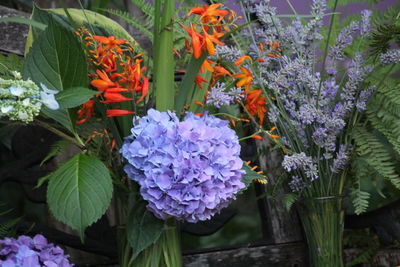 Close-up of purple flowers blooming outdoors