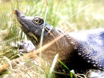 Close-up of lizard on land