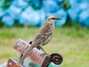 Close-up of bird perching outdoors